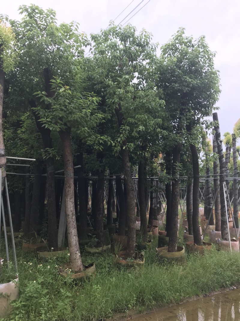 香樟树15公分大量清货中，价格美丽，有需要请联系。
