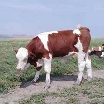 内蒙古活牛通辽牛犊母牛条子对牛小公牛货源充足欢迎来电咨询