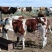 内蒙古活牛通辽牛犊母牛条子对牛小公牛货源充足欢迎来电咨询