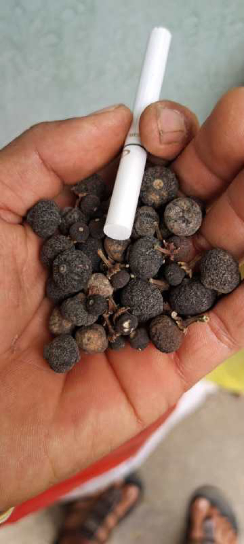 柑橘落地果，枳实，各种橙类，桔子干湿都可以供应