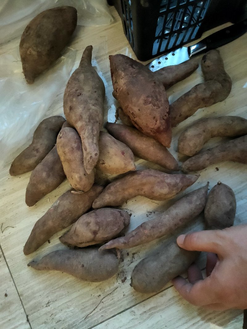 紫薯