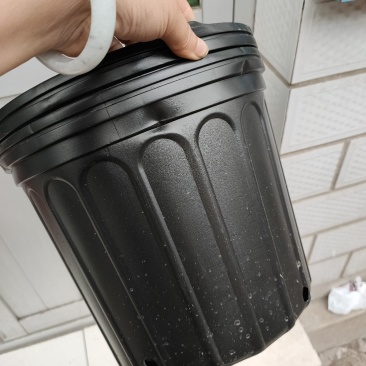 营养杯，加仑盆，一级原材料生产，经久耐用，硬度好，支