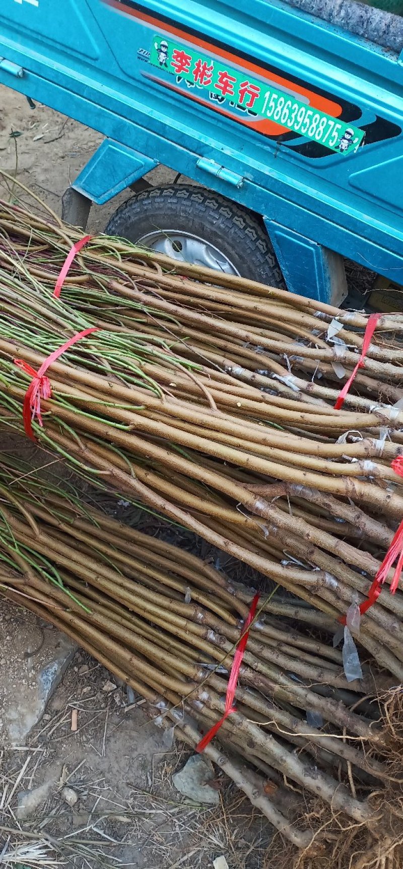 珍珠枣油桃苗包纯度包结果量大优惠死苗补发