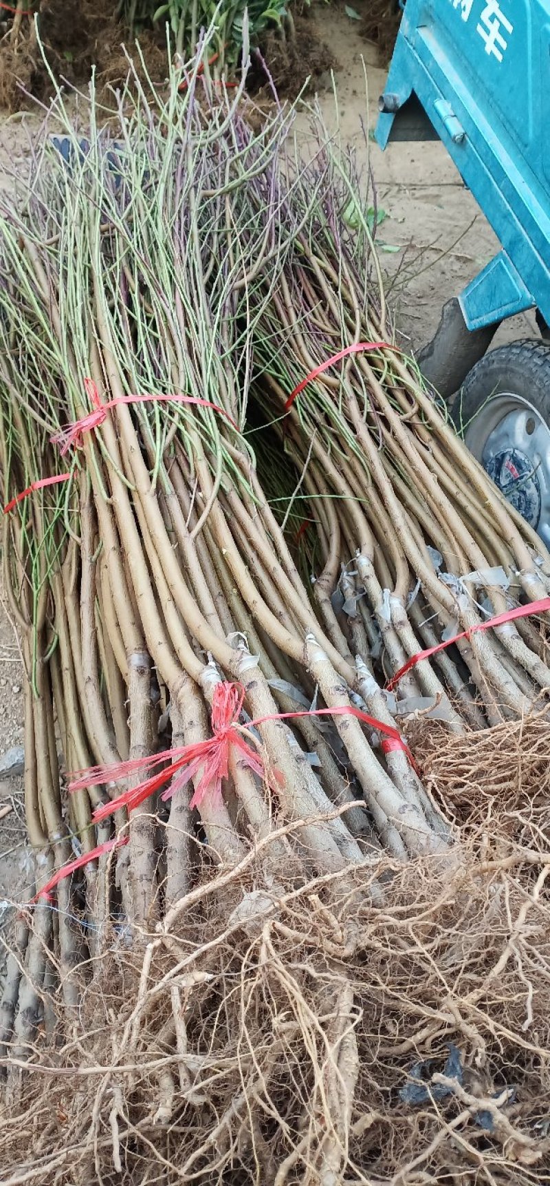 珍珠枣油桃苗包纯度包结果量大优惠死苗补发