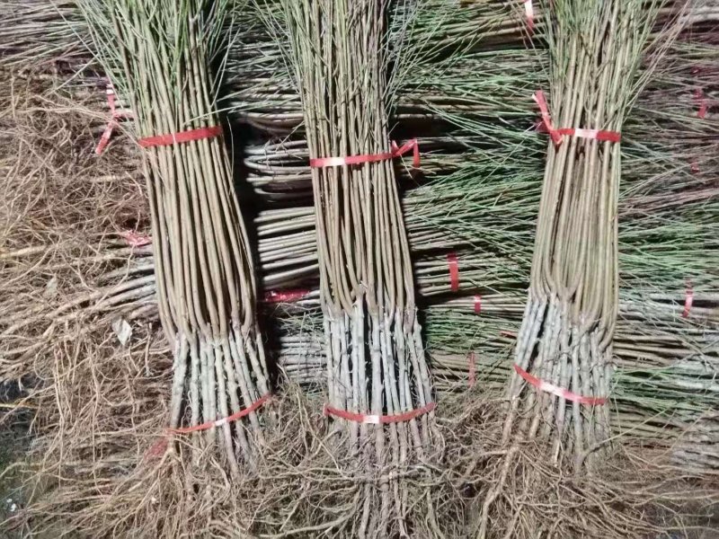 珍珠枣油桃苗包纯度包结果量大优惠死苗补发