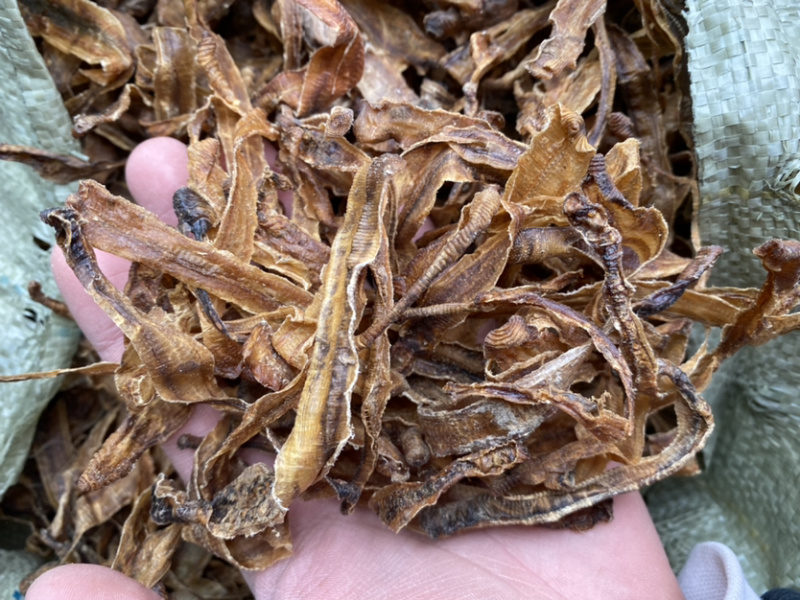 地龙广西地龙各种中药材批发量大从优
