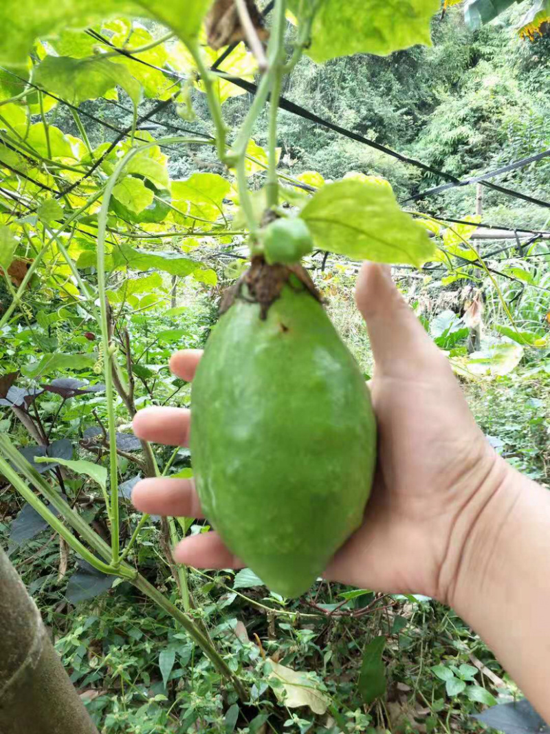 木瓜嫁接百香果苗，也叫香蜜百香果，当年种当年结果