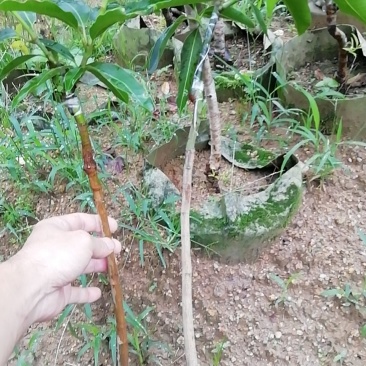 芒果树四季芒果苗杯种苗