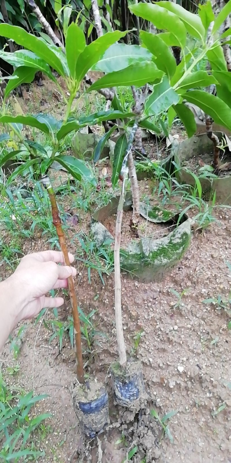 芒果树四季芒果苗杯种苗
