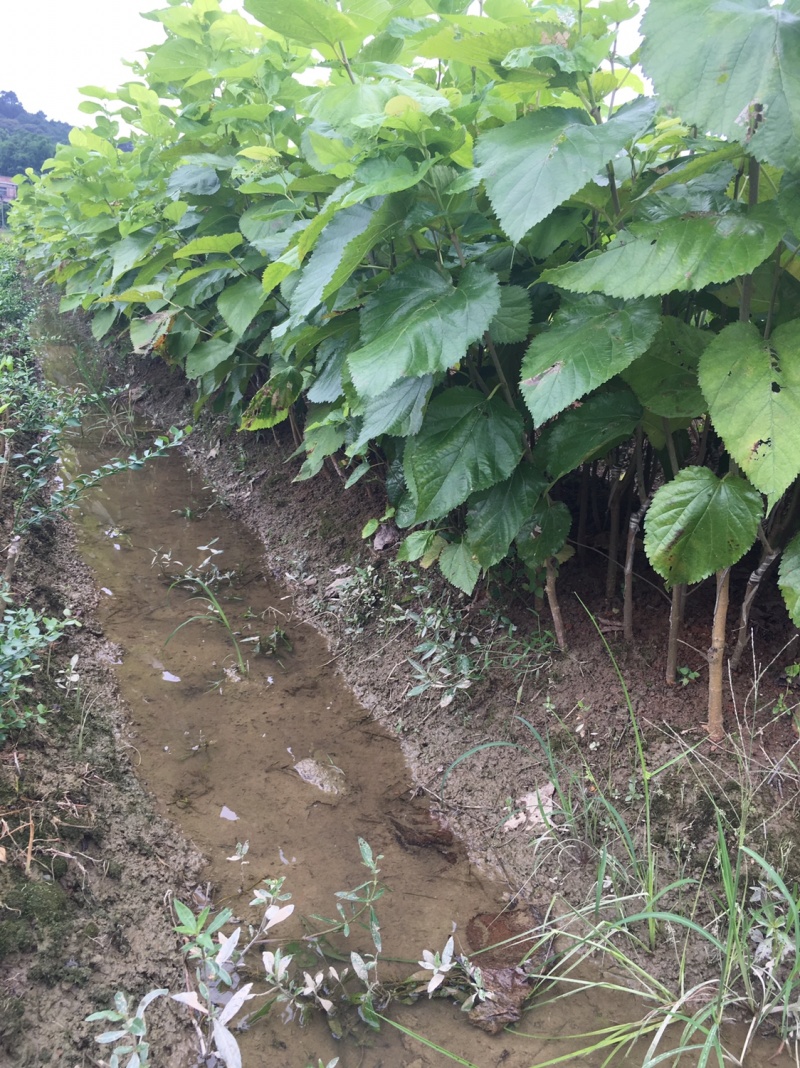 【桑葚种苗】黑珍珠桑葚苗清甜可口