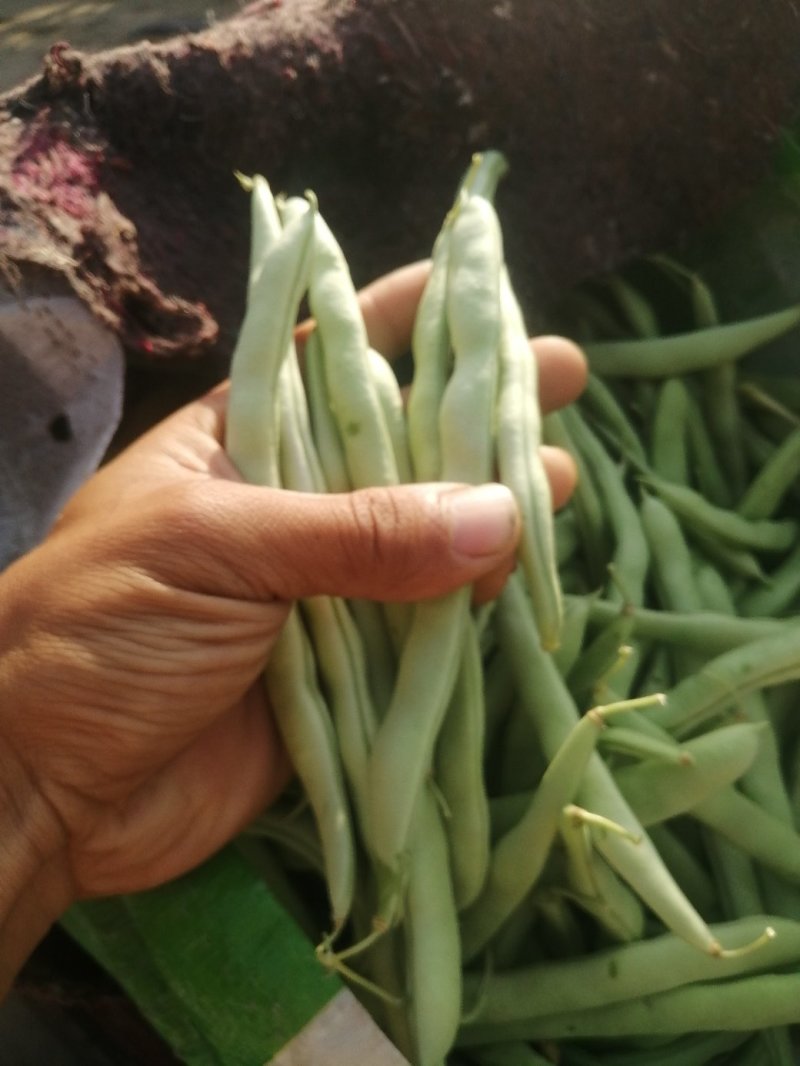 本地四季豆和白不老豆子大量上市了质量好颜色好无虫条形好