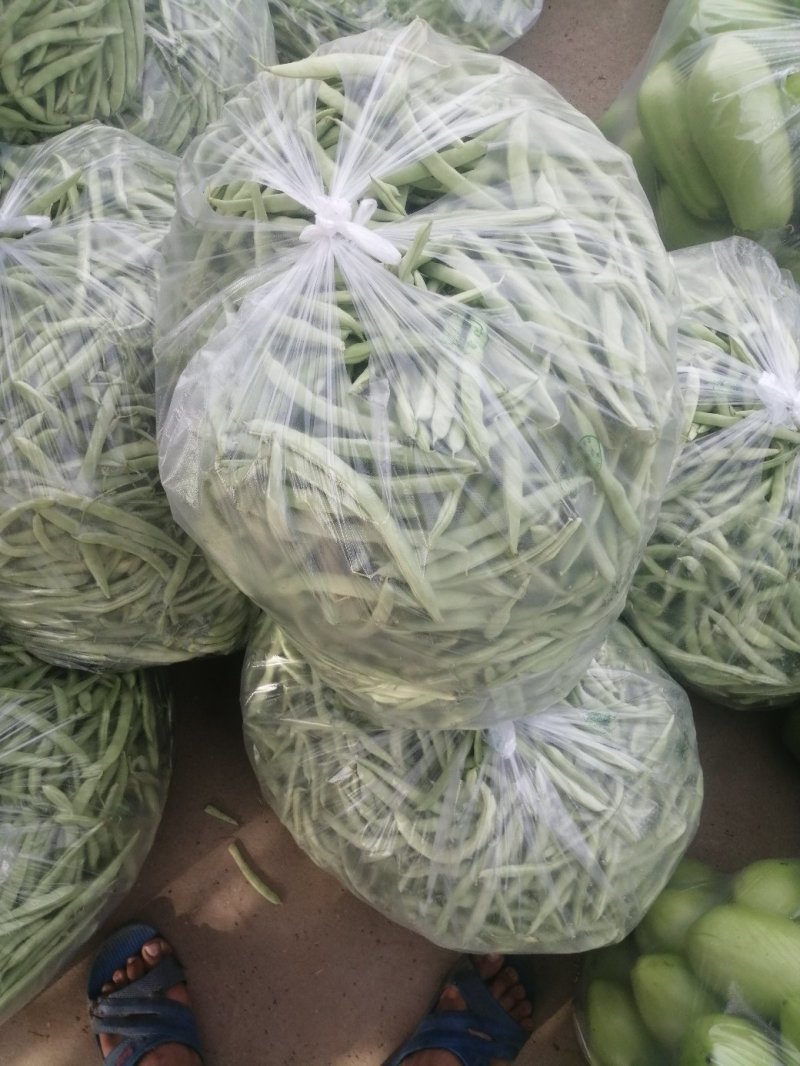 本地四季豆和白不老豆子大量上市了质量好颜色好无虫条形好