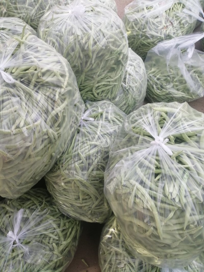 本地四季豆和白不老豆子大量上市了质量好颜色好无虫条形好
