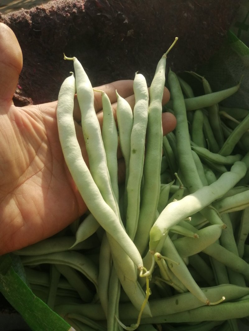 本地四季豆和白不老豆子大量上市了质量好颜色好无虫条形好