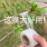 嫁接膜果树自粘接树膜专用打结树苗膜绑枝植物茶叶3厘米芽接