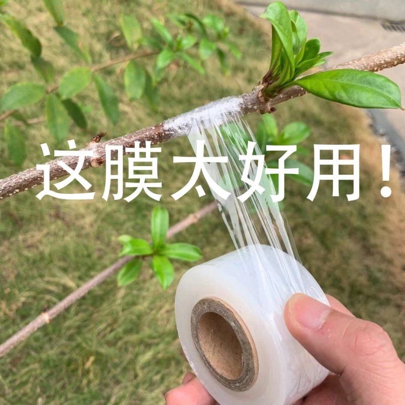 嫁接膜果树自粘接树膜专用打结树苗膜绑枝植物茶叶3厘米芽接