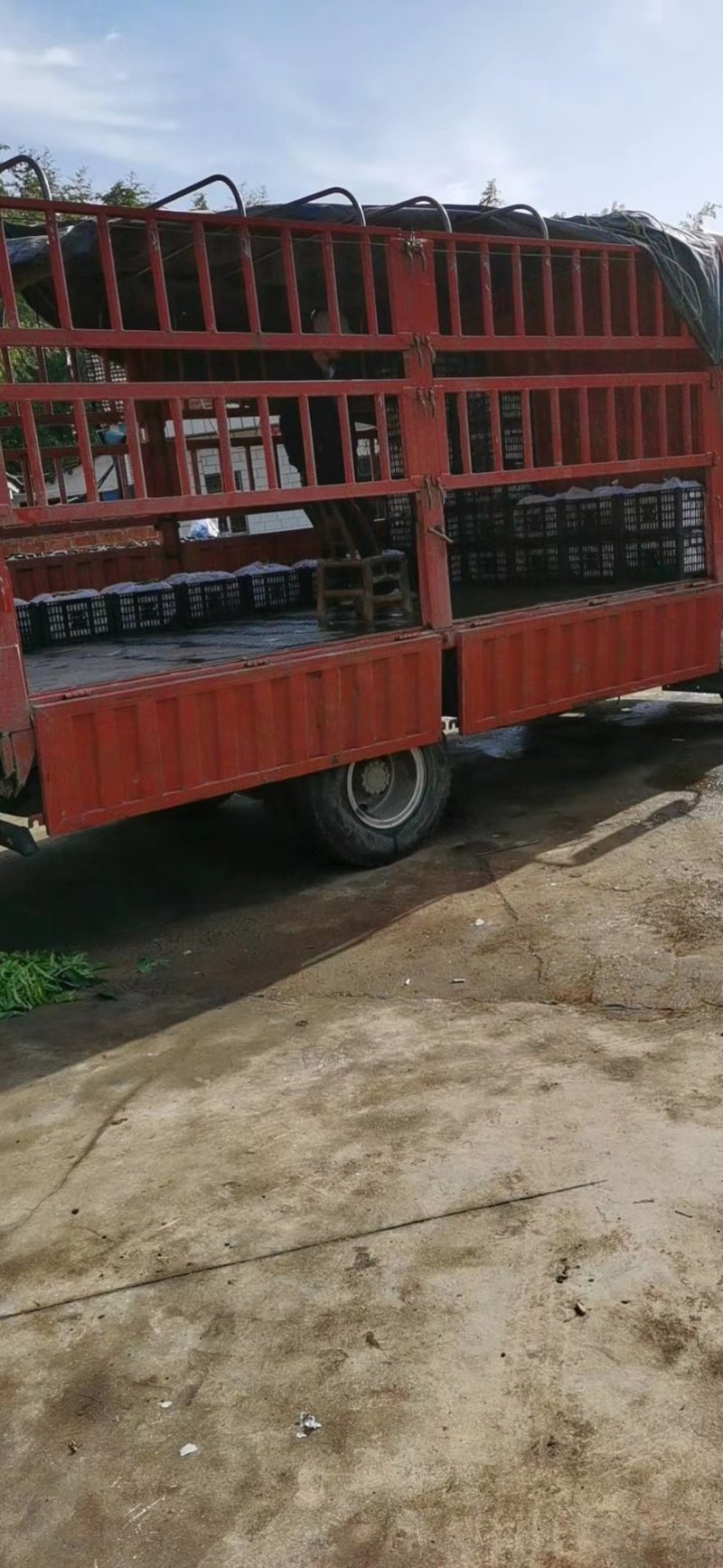 非常时期非常优质的夏橙橙子颜色口感皮毛杠杠哒！产地直供