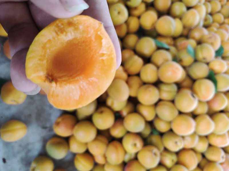 山东金太阳，凯特杏，大量上市，质量有保证。价格低一手货源