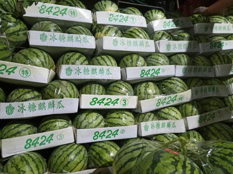 【精品8424西瓜】8斤打底头茬产地直销大量上市