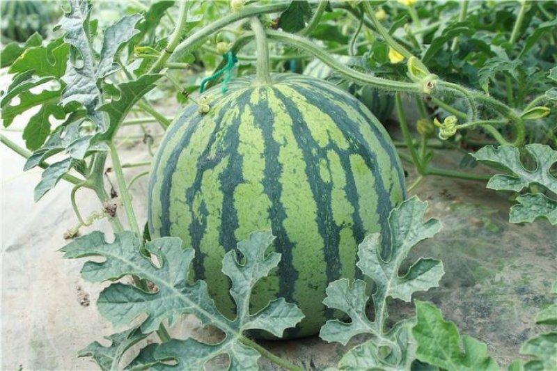 【精品8424西瓜】8斤打底头茬产地直销大量上市