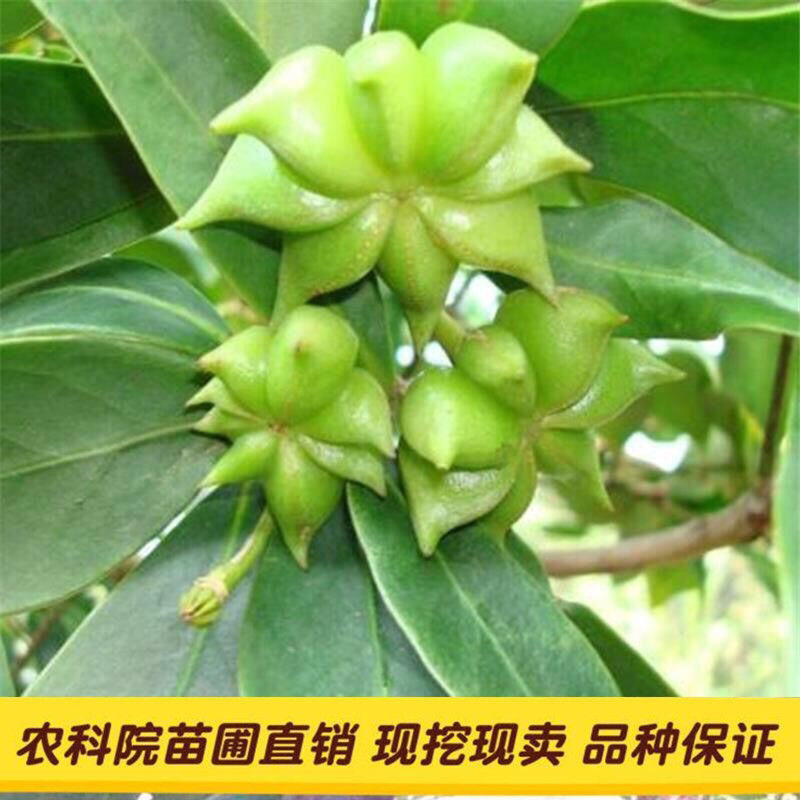 八角苗嫁接苗大量现货
