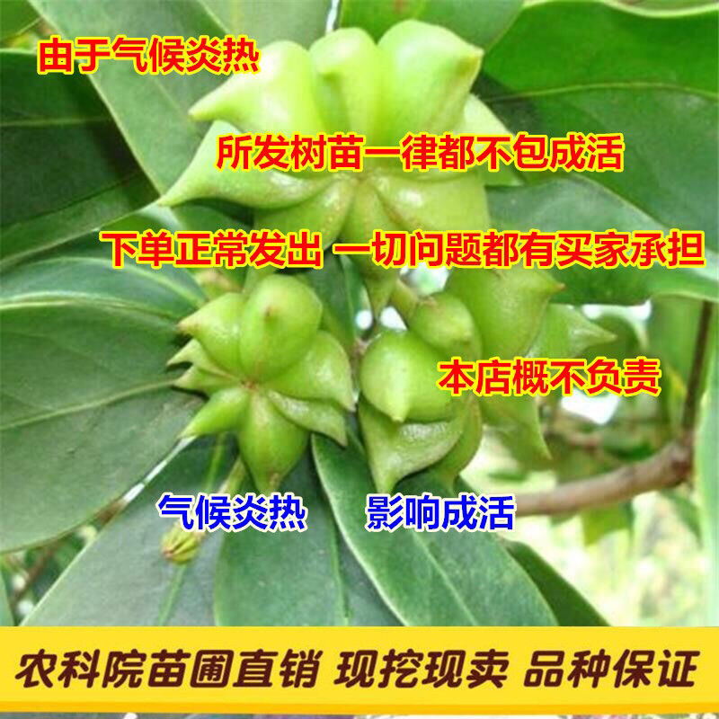 八角苗嫁接苗大量现货