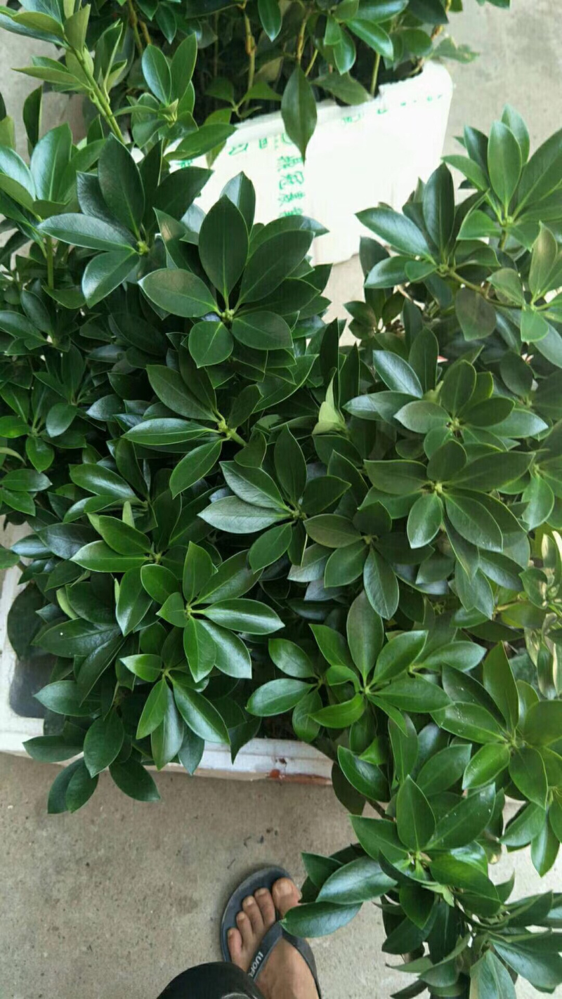 八角苗嫁接苗大量现货
