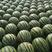 陕西大荔甜王西瓜大量有货现已上市上千万亩西瓜产地品质保证