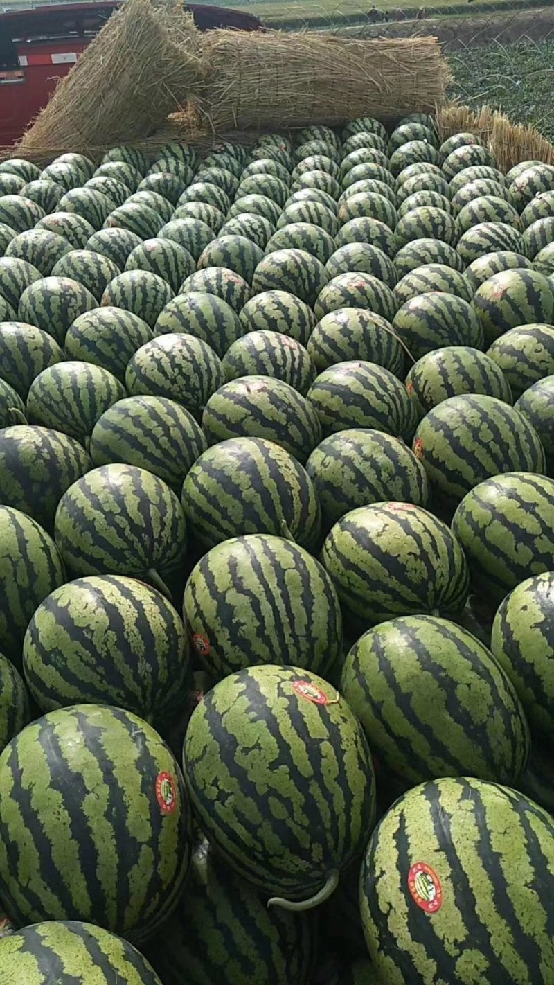 陕西大荔甜王西瓜大量有货现已上市上千万亩西瓜产地品质保证