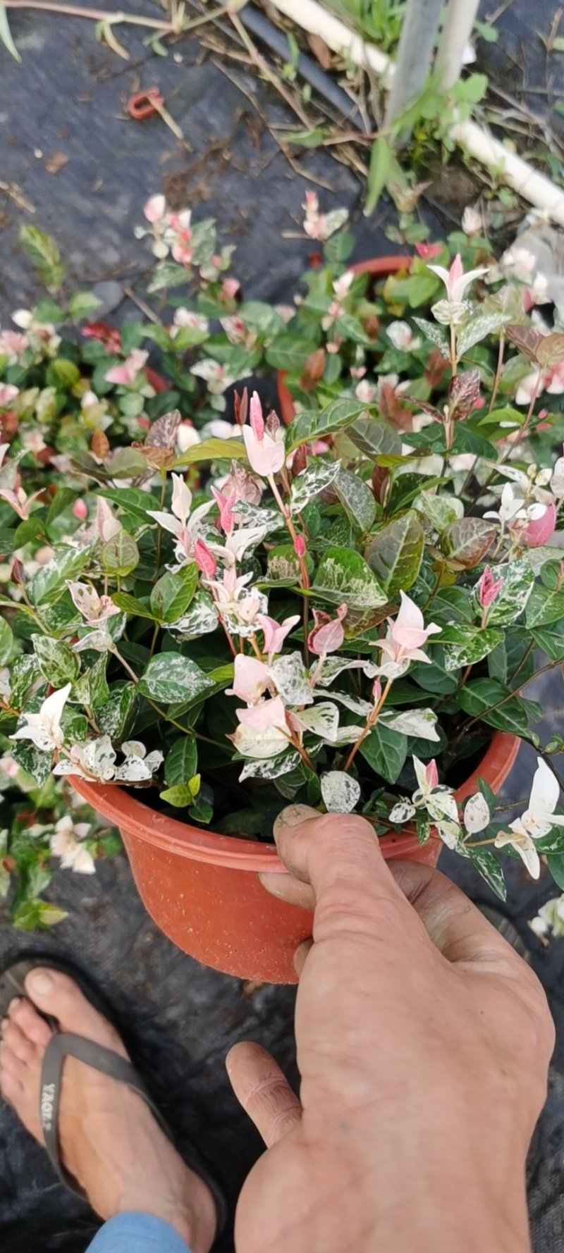 花叶络石