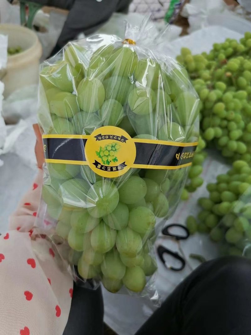 云南白鸡心青提葡萄大量上市品质好口感甜欢迎来电