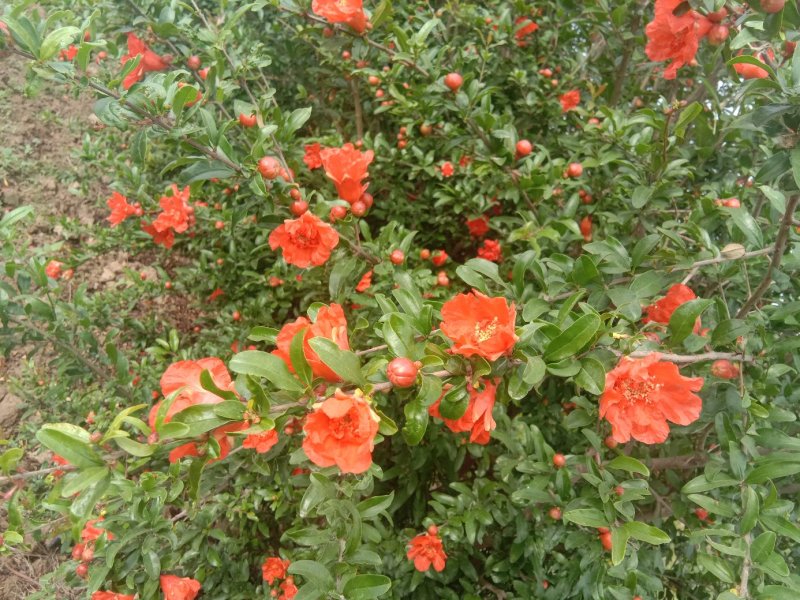 牡丹石榴观花花石榴牡丹石榴苗（建议国庆节后下单）