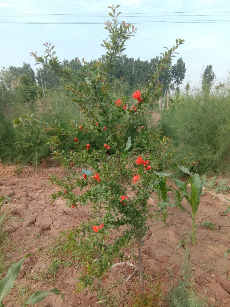 牡丹石榴观花花石榴牡丹石榴苗（建议国庆节后下单）