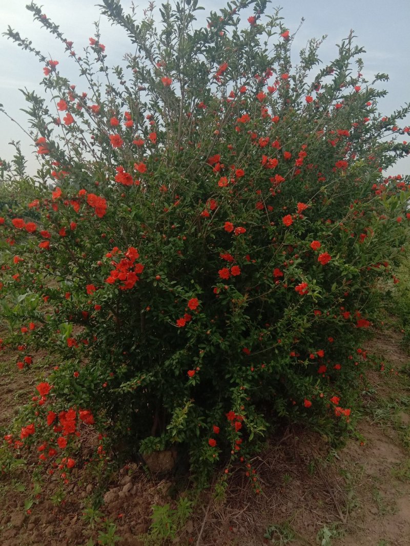 牡丹石榴观花花石榴牡丹石榴苗（建议国庆节后下单）