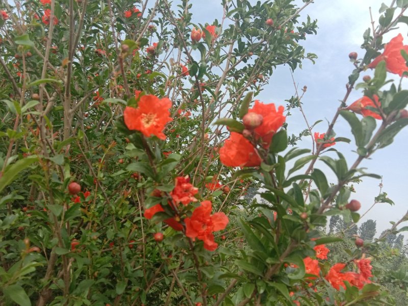 牡丹石榴观花花石榴牡丹石榴苗（建议国庆节后下单）