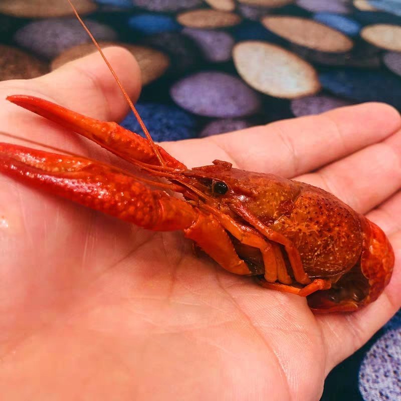 麻辣小龙虾即食