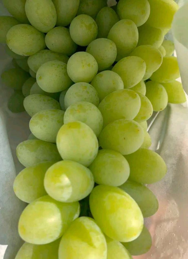 云南白鸡心青提葡萄大量上市品质好口感甜欢迎来电