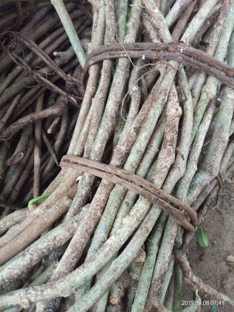 赤苍藤，广西野生赤苍藤
