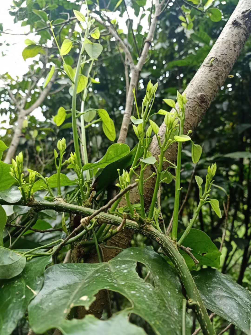 赤苍藤，广西野生赤苍藤