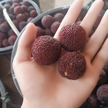 东魁杨梅