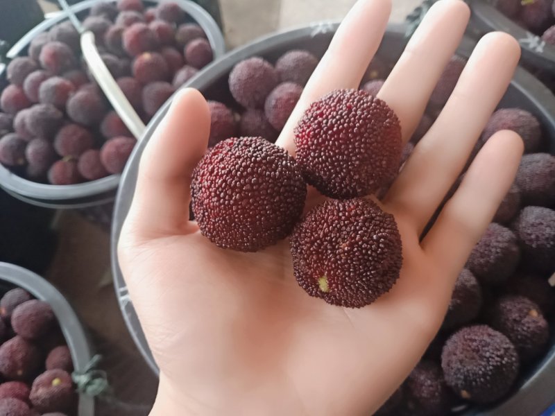 东魁杨梅