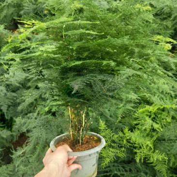 大小文竹盆栽，优选观赏植物，基地直销发货带盆