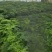 大小文竹盆栽，优选观赏植物，基地直销发货带盆