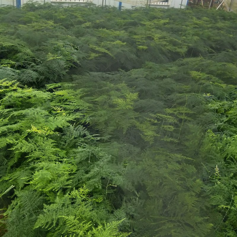 大小文竹盆栽，优选观赏植物，基地直销发货带盆
