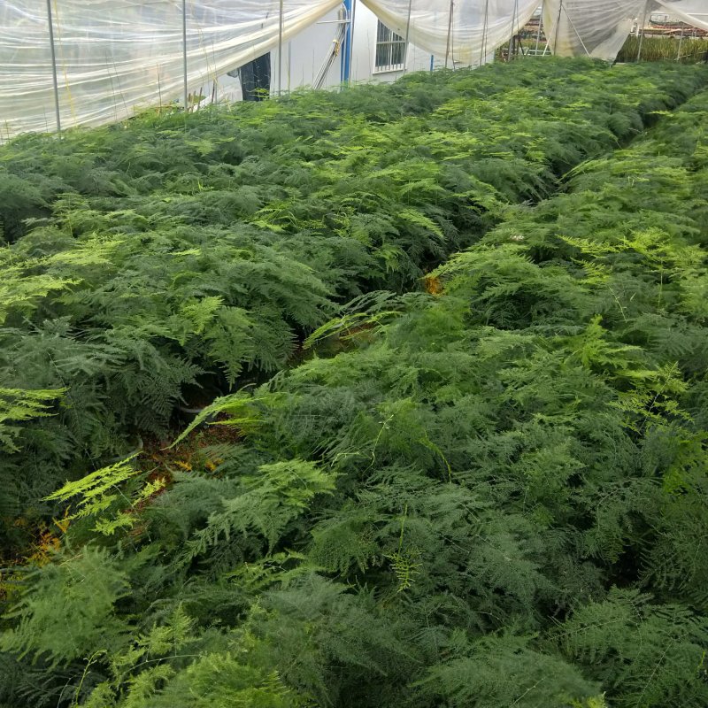 大小文竹盆栽，优选观赏植物，基地直销发货带盆