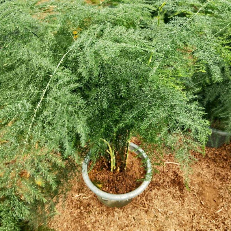 大小文竹盆栽，优选观赏植物，基地直销发货带盆