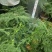 大小文竹盆栽，优选观赏植物，基地直销发货带盆