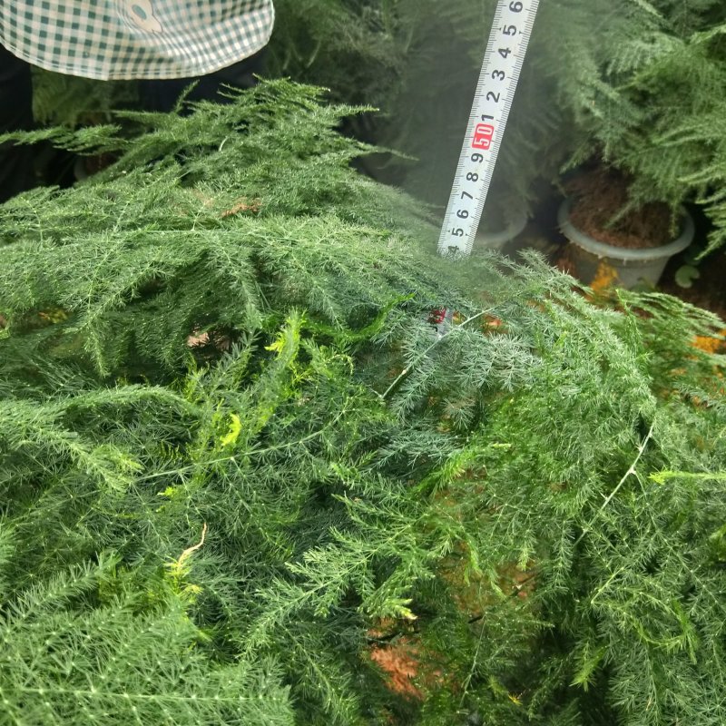 大小文竹盆栽，优选观赏植物，基地直销发货带盆