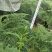 大小文竹盆栽，优选观赏植物，基地直销发货带盆