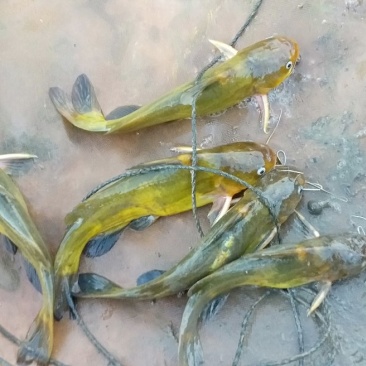 黄颡